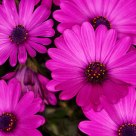 African Daisies